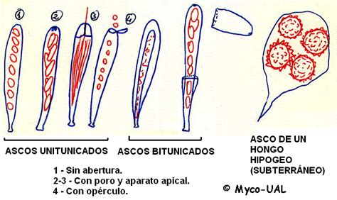ASCO S.